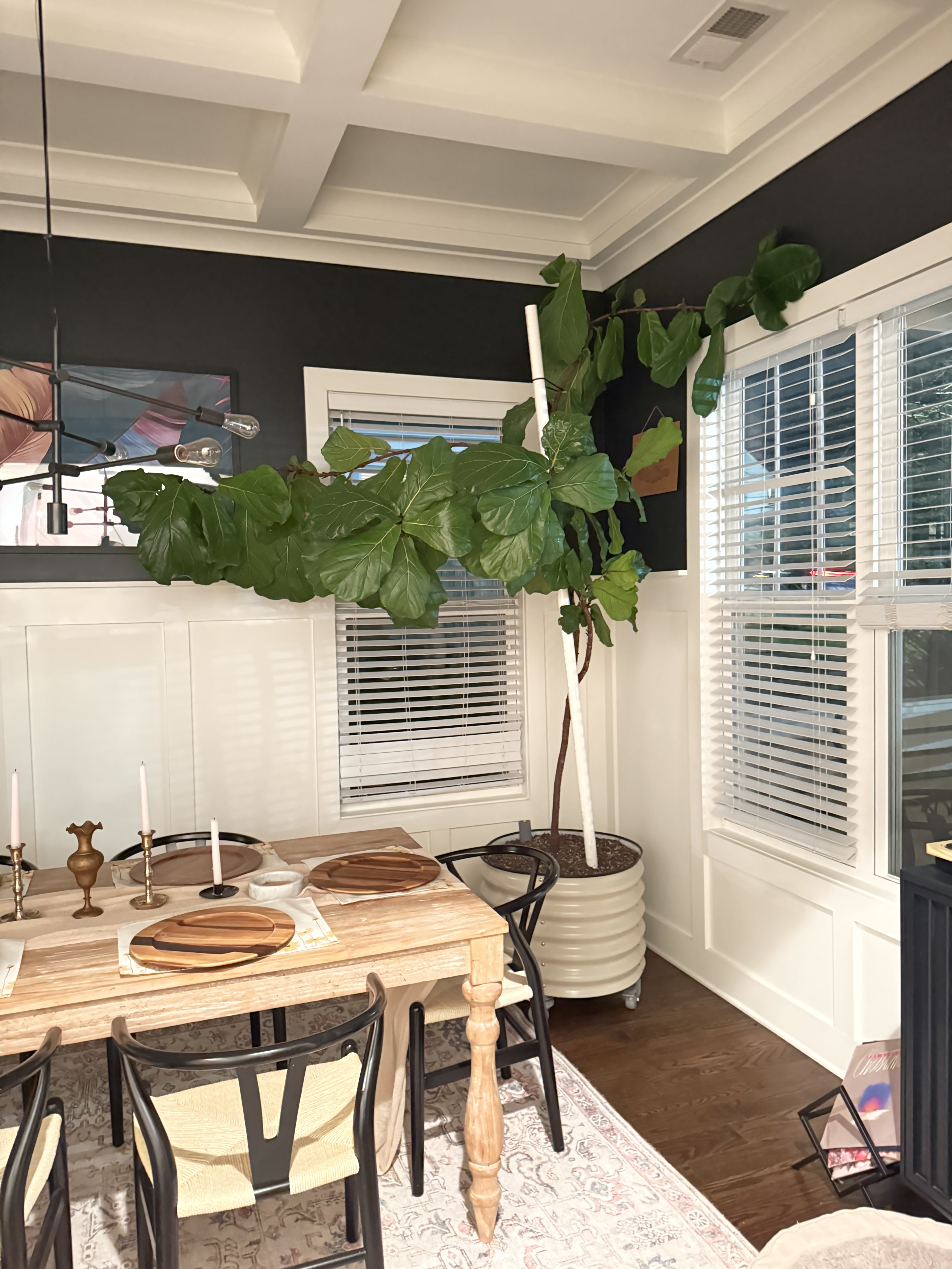 Fiddle leaf fig in the home