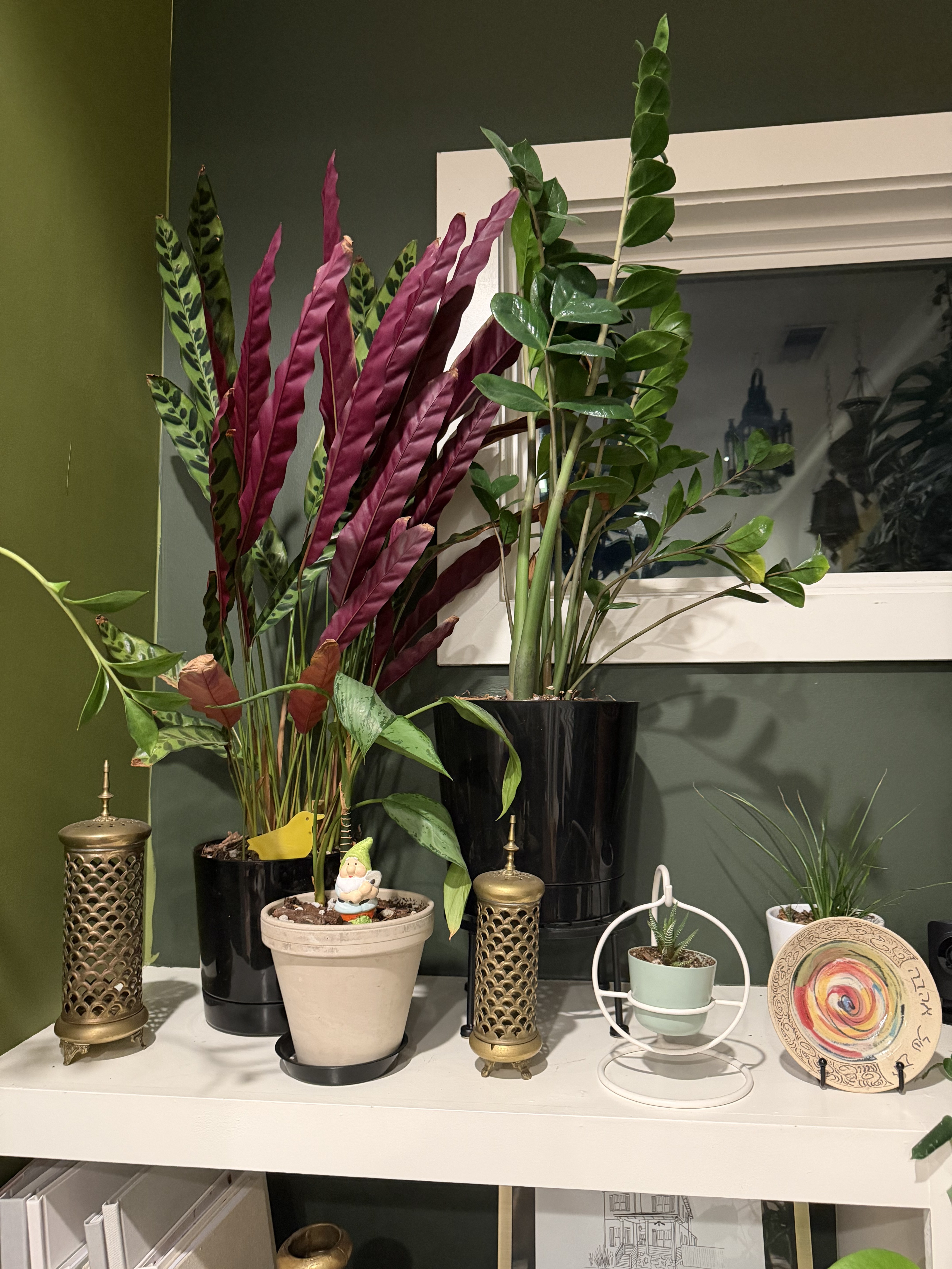 Pet-Friendly Houseplants