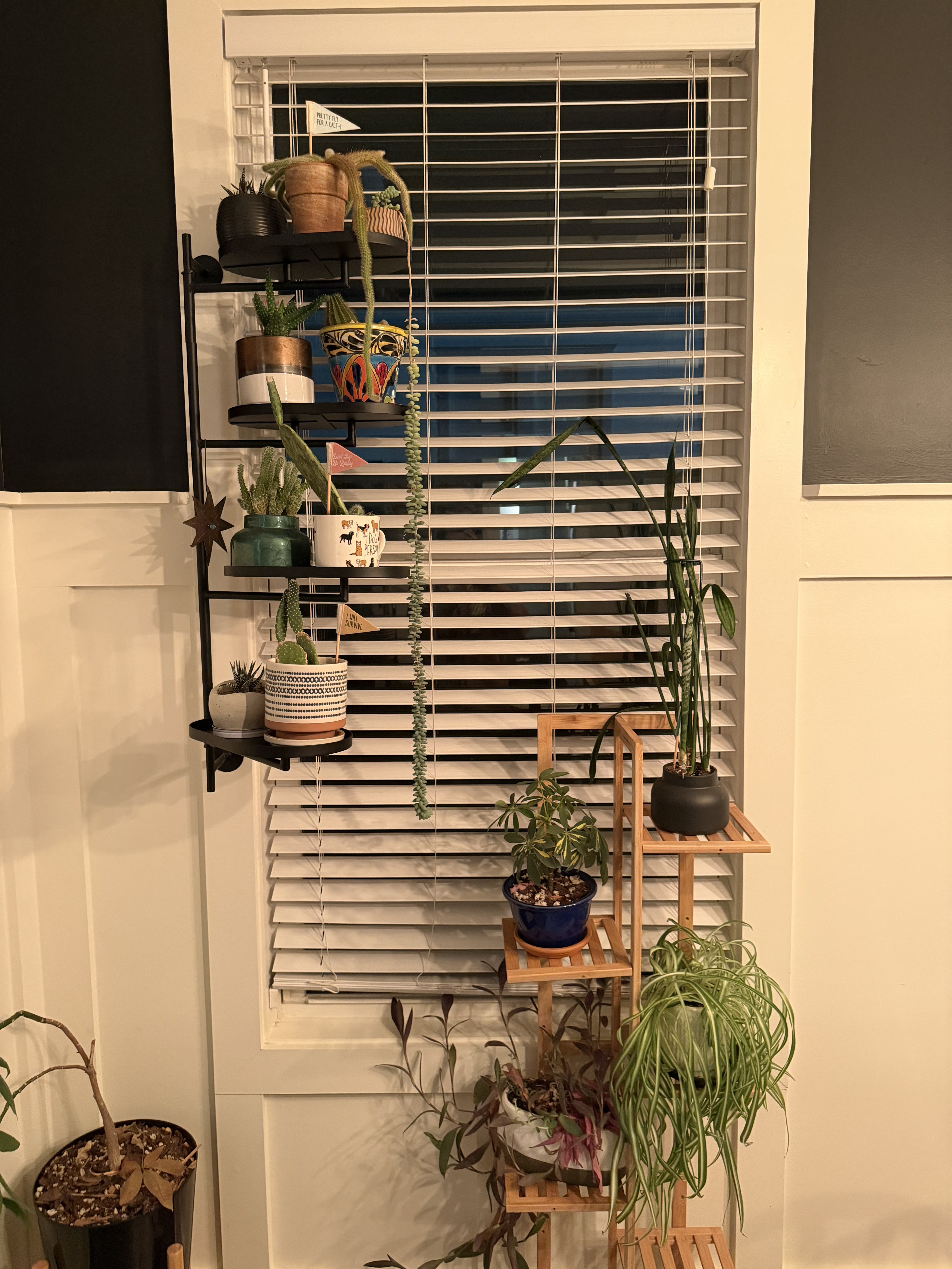 Bright window houseplants