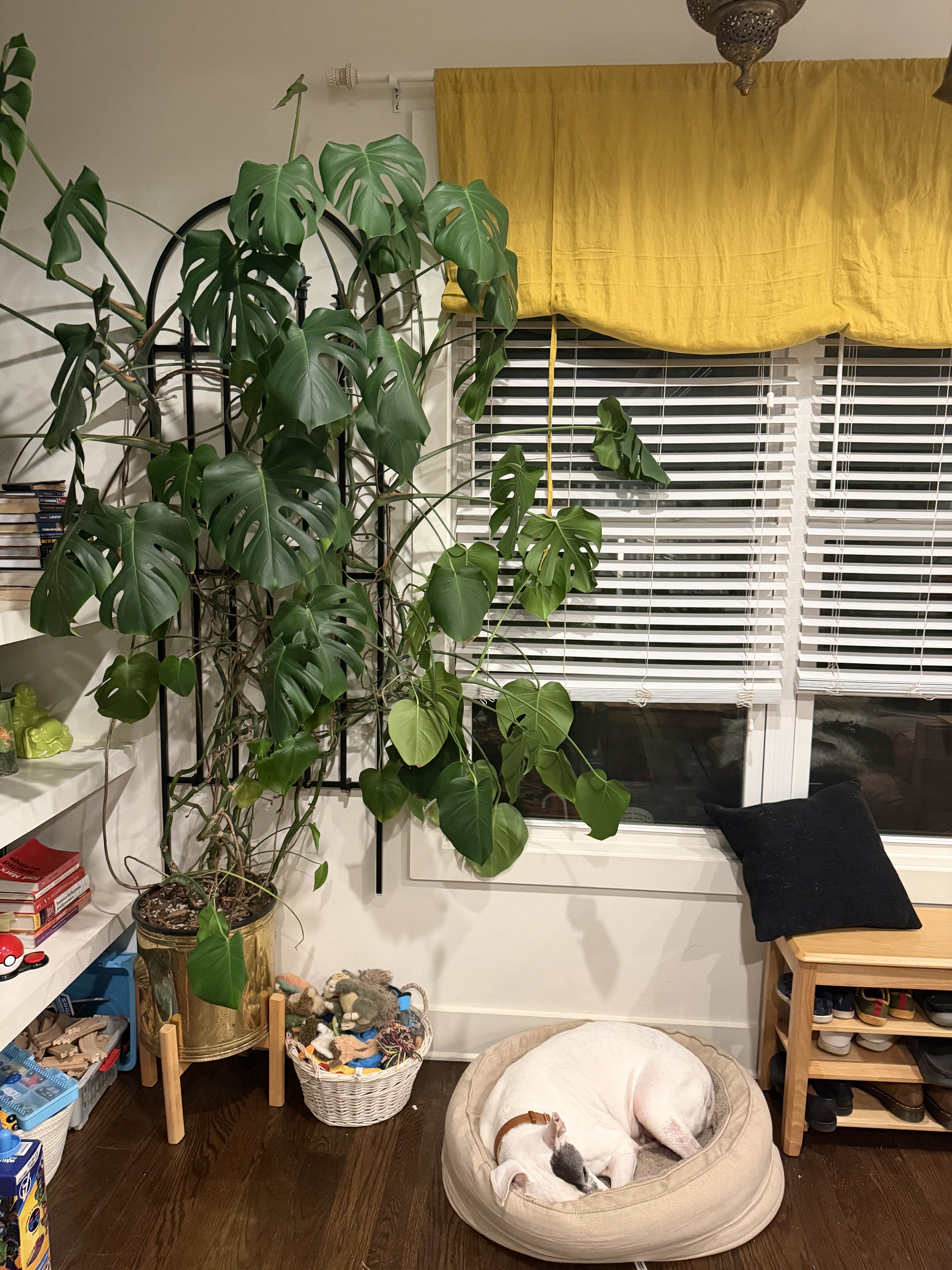 Houseplants in natural light