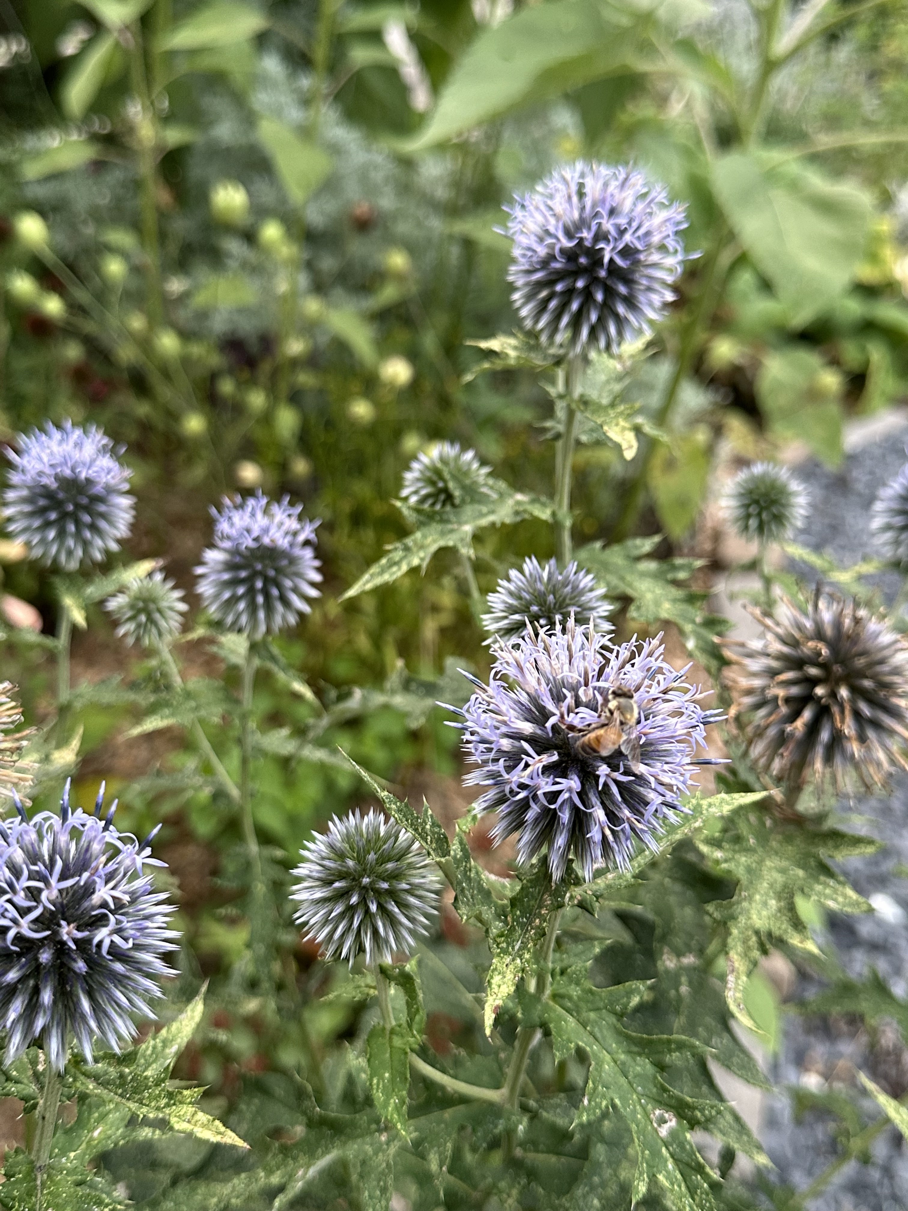 Globe thistles with bee