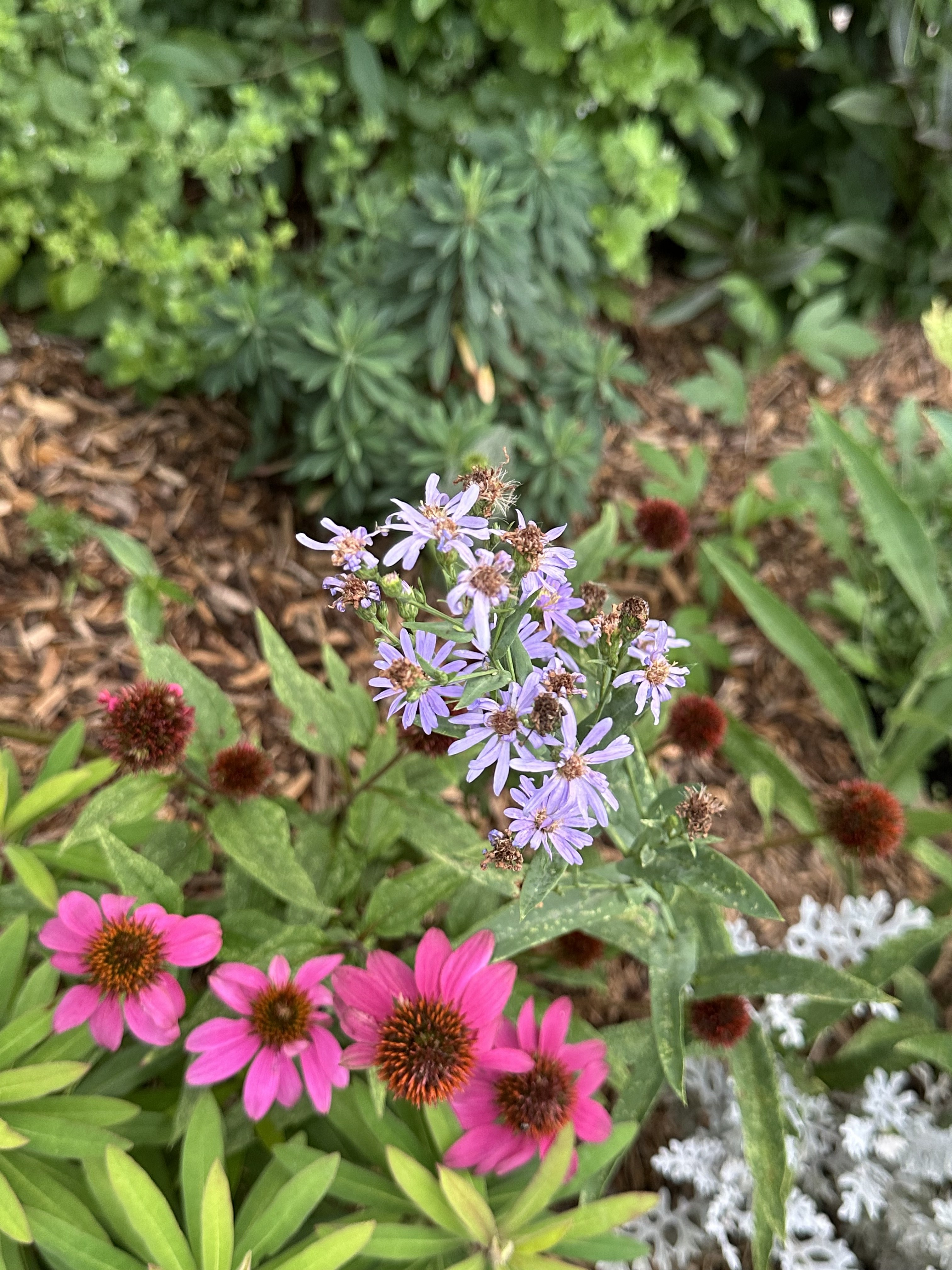 Asters and coneflowers