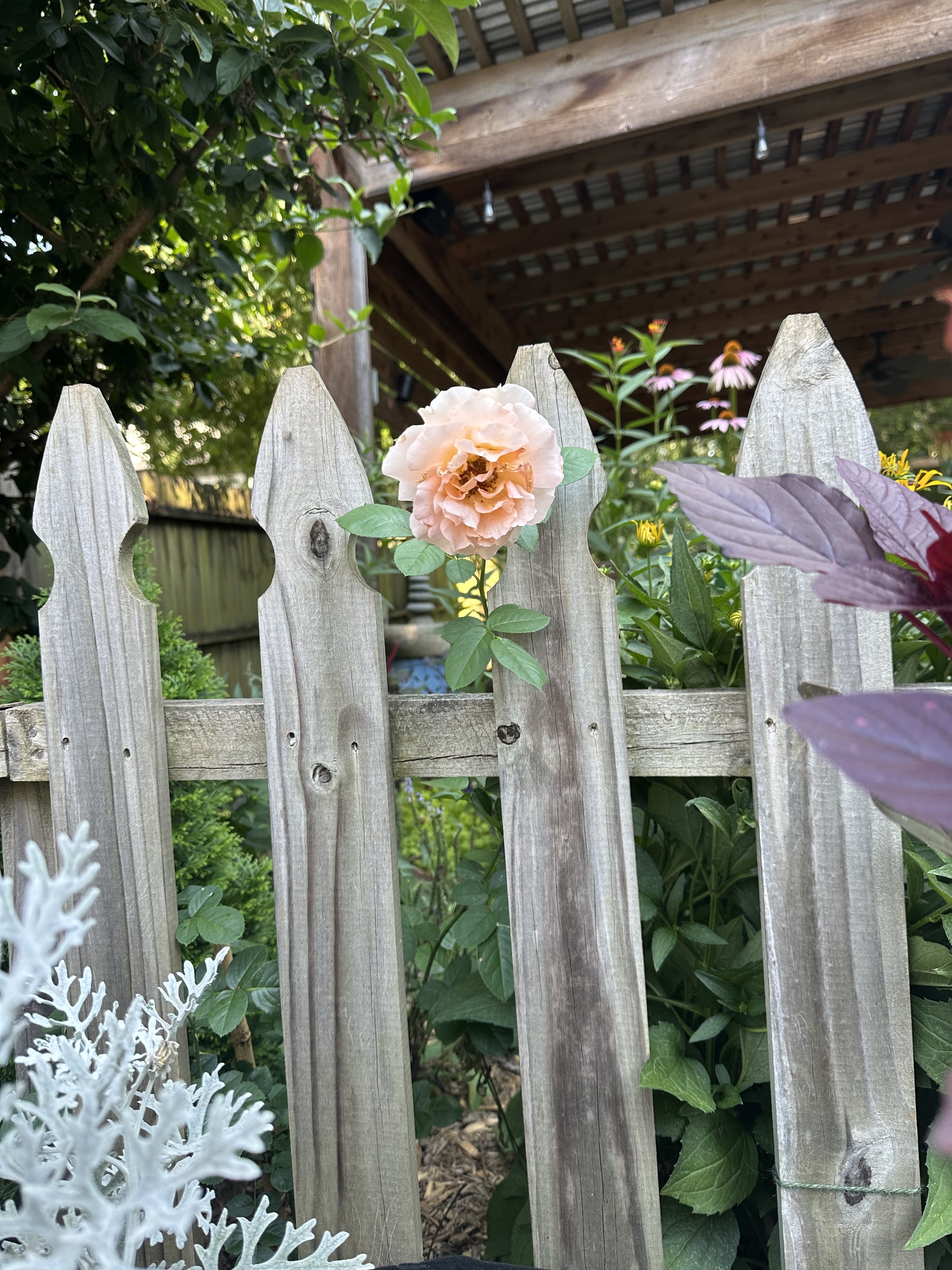 Rose through garden fence