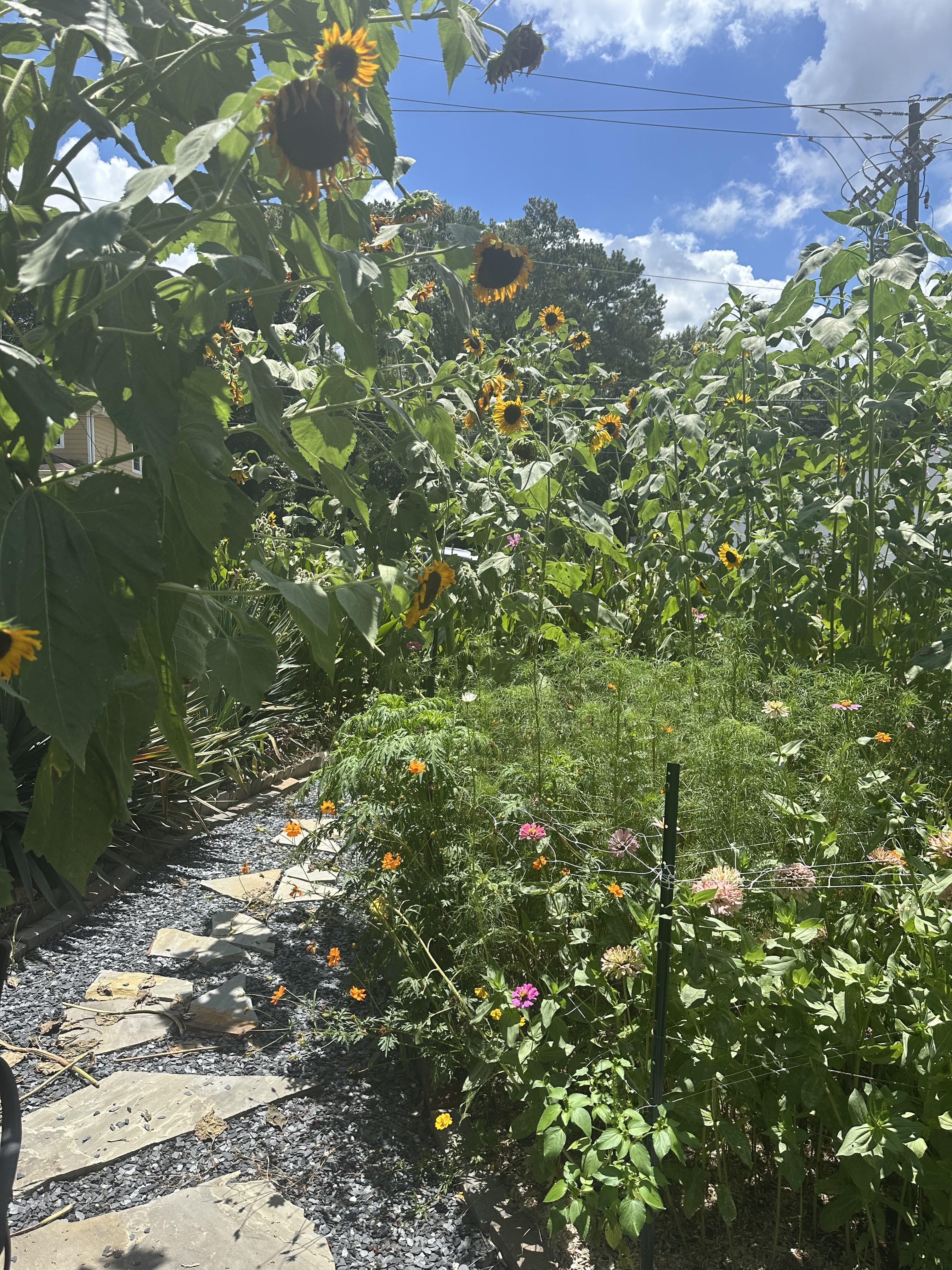 Sunflower garden path in summer