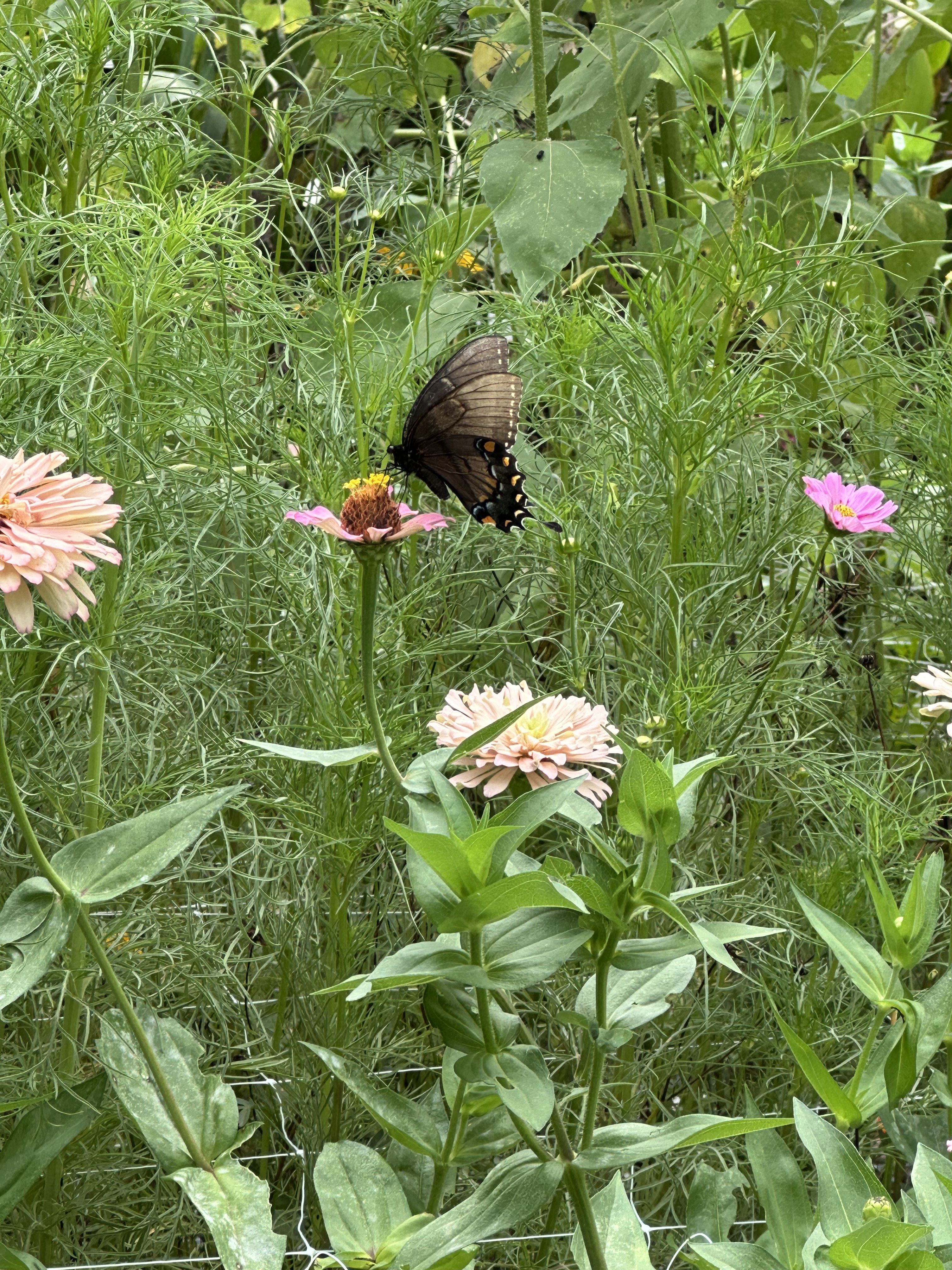 Butterfly on cosmos
